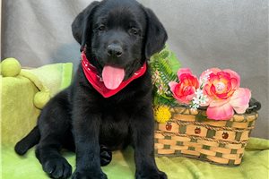 Zachary - Labrador Retriever for sale