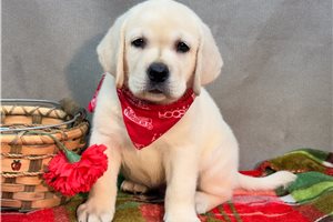 Bailey - Labrador Retriever for sale