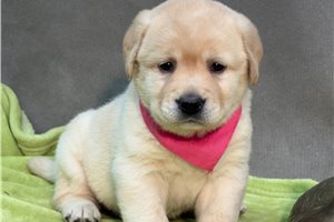 Alexa - Labrador Retriever for sale