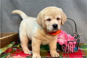 Alana - Labrador Retriever for sale