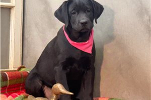 Natasha - Labrador Retriever for sale