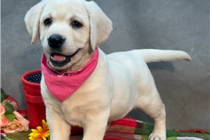 Hazel - Labrador Retriever for sale