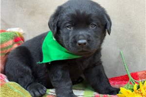 Vail - puppy for sale
