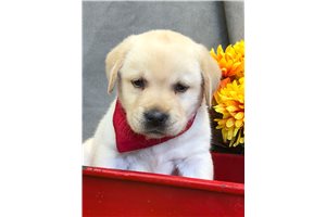 Ronin - Labrador Retriever for sale