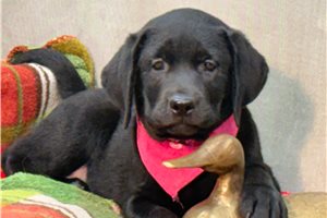 Natasha - Labrador Retriever for sale