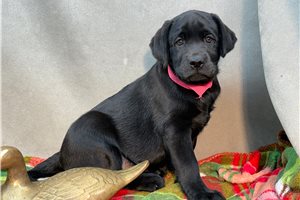 Ella - Labrador Retriever for sale