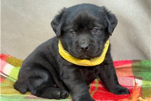 Loki - puppy for sale