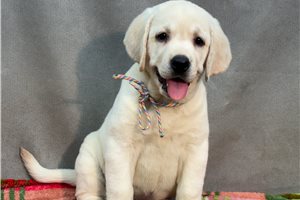 Haven - Labrador Retriever for sale