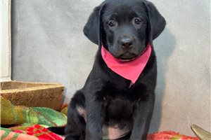 Natasha - Labrador Retriever for sale