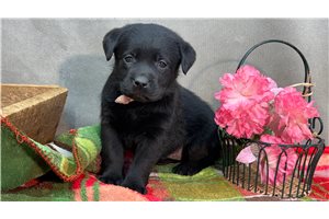 Dolly - Labrador Retriever for sale