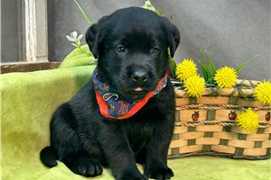 Zeke - Labrador Retriever for sale