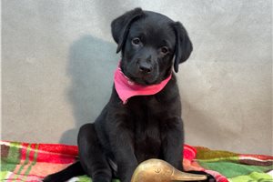 Marzipan - Labrador Retriever for sale