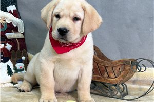 Tatum - Labrador Retriever for sale