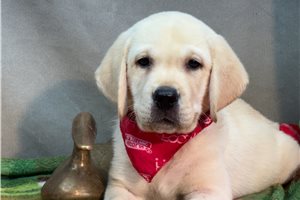 Bantam - Labrador Retriever for sale