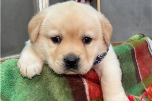 Lenny - puppy for sale