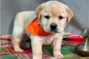 Lacey - puppy for sale