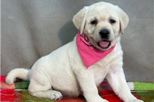Hazel - Labrador Retriever for sale