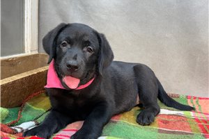 Marzipan - Labrador Retriever for sale
