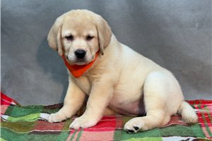 Alana - Labrador Retriever for sale