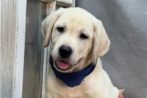August - Labrador Retriever for sale