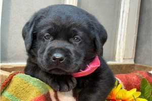 Victoria, a Labrador Retriever puppy