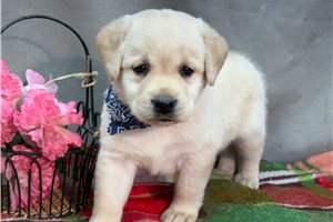 Daisy - Labrador Retriever for sale