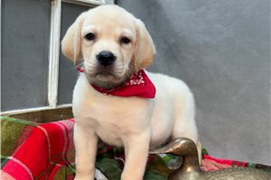 Marley - Labrador Retriever for sale