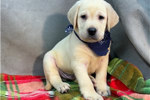 August - puppy for sale