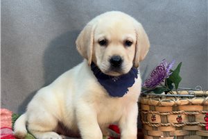 Banjo - Labrador Retriever for sale