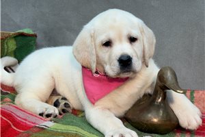 Theodora - Labrador Retriever for sale