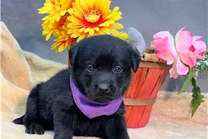 Felicity - Labrador Retriever for sale
