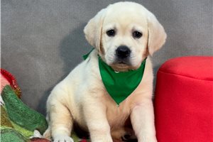 Atticus - puppy for sale