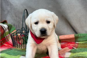 Hudson - puppy for sale