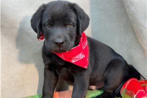 Talon - Labrador Retriever, placed in Kirksville