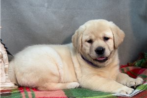 Alaya - Labrador Retriever for sale