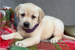 Matilda - Labrador Retriever for sale