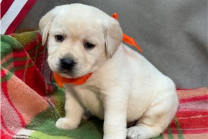Hannah - puppy for sale