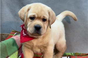 Brody - Labrador Retriever for sale