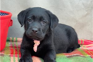 Dolly - Labrador Retriever for sale