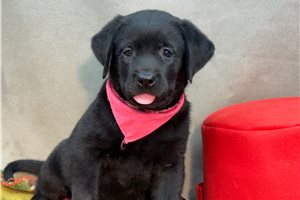 Natasha - Labrador Retriever for sale