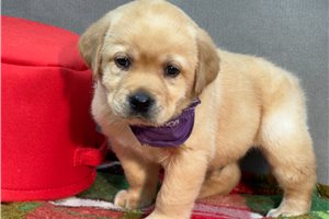 Bingo - Labrador Retriever for sale