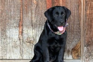 Dolly - Labrador Retriever for sale