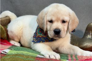 Tiller - puppy for sale