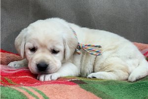 Haven - Labrador Retriever for sale