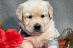 Dome - puppy for sale