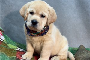 Beau - Labrador Retriever for sale