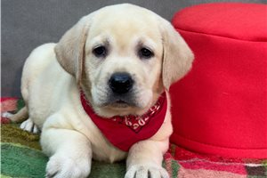Alto - Labrador Retriever for sale