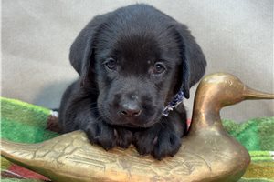 Teegan - puppy for sale