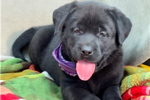 Doodle - Labrador Retriever for sale