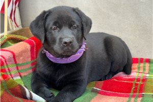 Doodle - Labrador Retriever for sale